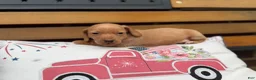 Miniature Dachshund dogs for sale: Dune - Ad 4