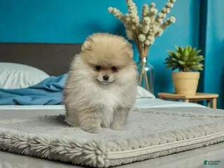 Pomeranian dogs Ivy - Ad 3