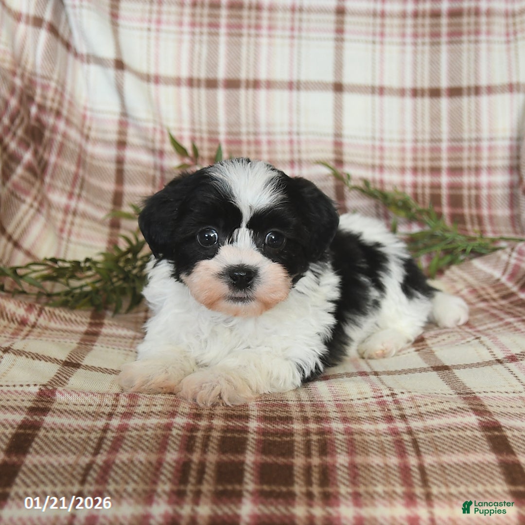 Teddy Bear dogs for sale: Winston - Ad 2