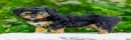 Mini Aussiedoodle dogs for sale: Whitney - Ad 4
