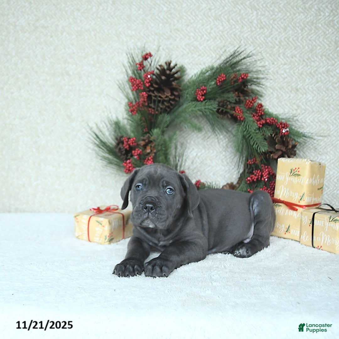 Cane Corso dogs for sale: Zane - Ad 10