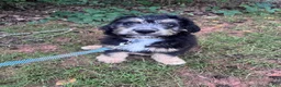 Aussiedoodle dogs for sale: Jax - Ad 4