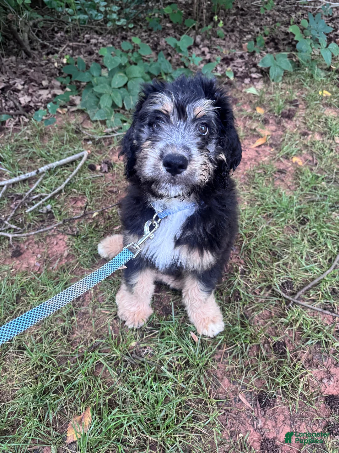 Aussiedoodle dogs for sale: Jax - Ad 4
