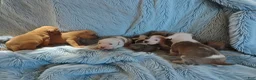 American Pit Bull Terrier dogs for sale: American Pit Bull Terrier 4 - Ad 4