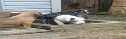 American Bully dogs for sale: Oreo - Ad 6