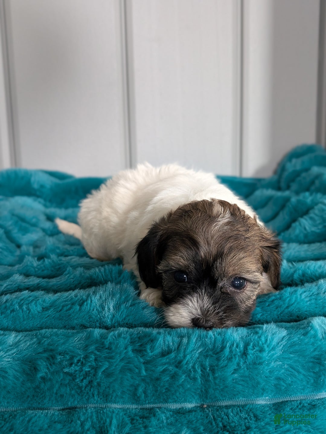 Havapoo dogs for sale: Oakley  - Ad 2