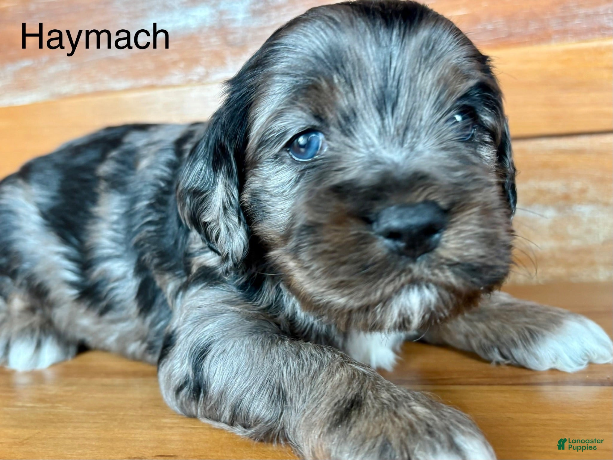 Cockapoo dogs for sale: Cockapoo 2 - Ad 1