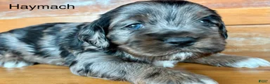 Cockapoo 2