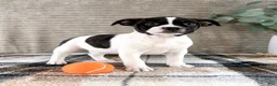Mixed Breed dogs for sale: Rafael - Ad 2