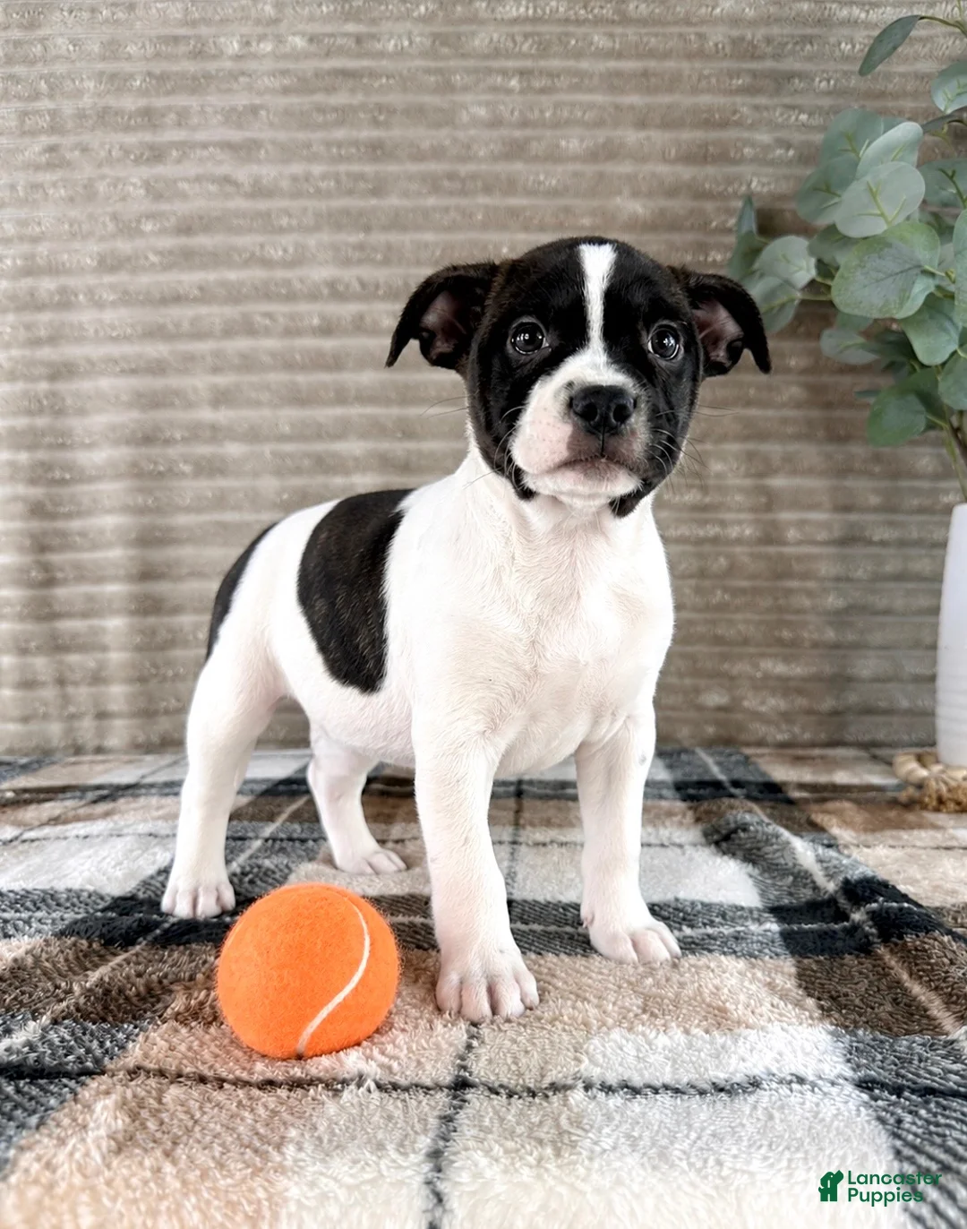 Mixed Breed dogs for sale: Rafael - Ad 2