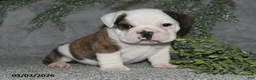 English Bulldog dogs for sale: Alonzo - Ad 5
