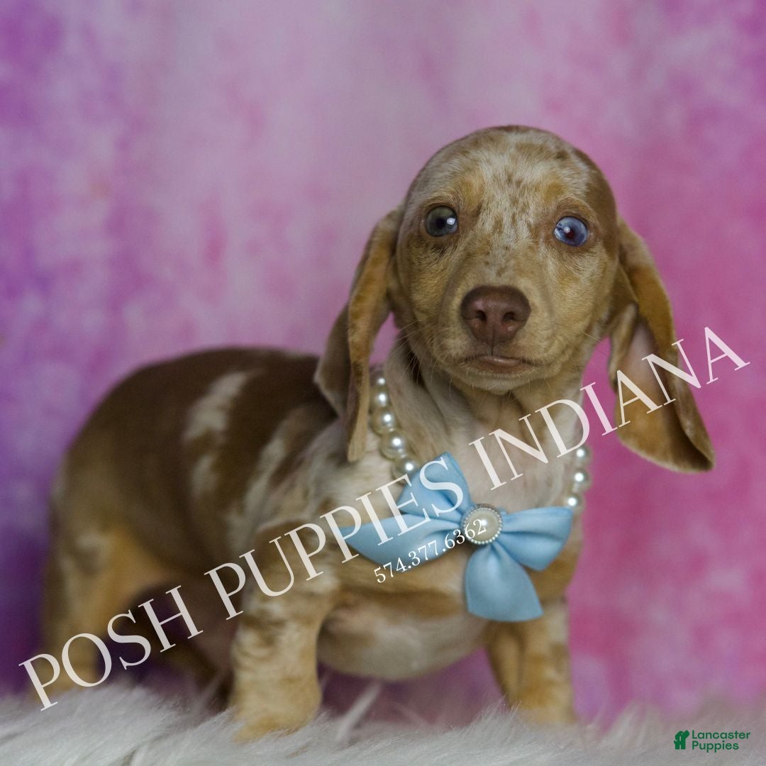 Miniature Dachshund dogs for sale: Arnold - Ad 6