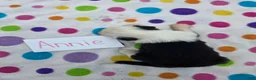 Sheepadoodle dogs for sale: Sheepadoodle 5 - Ad 5