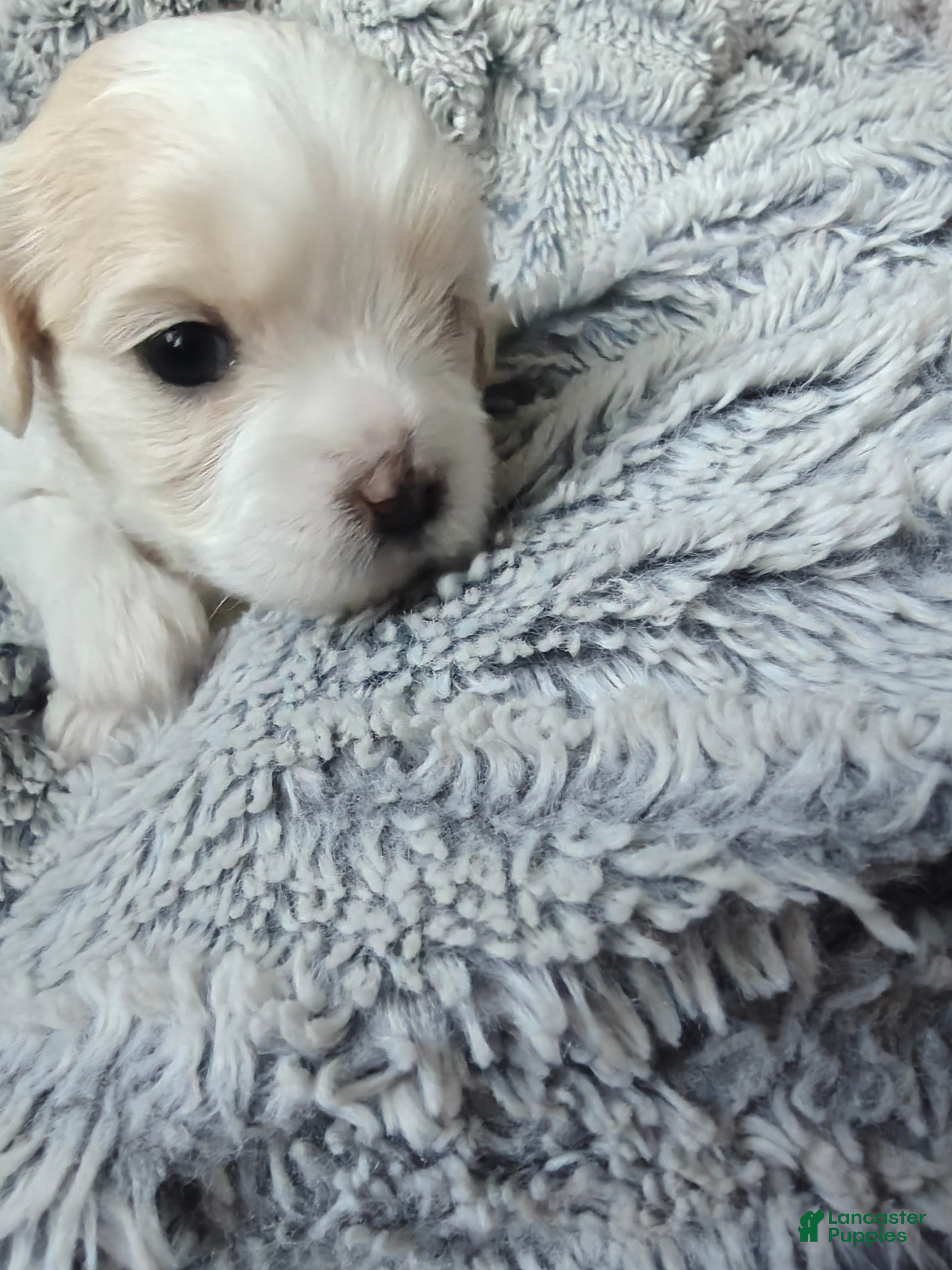 Mixed Breed dogs for sale: Chai - Ad 3