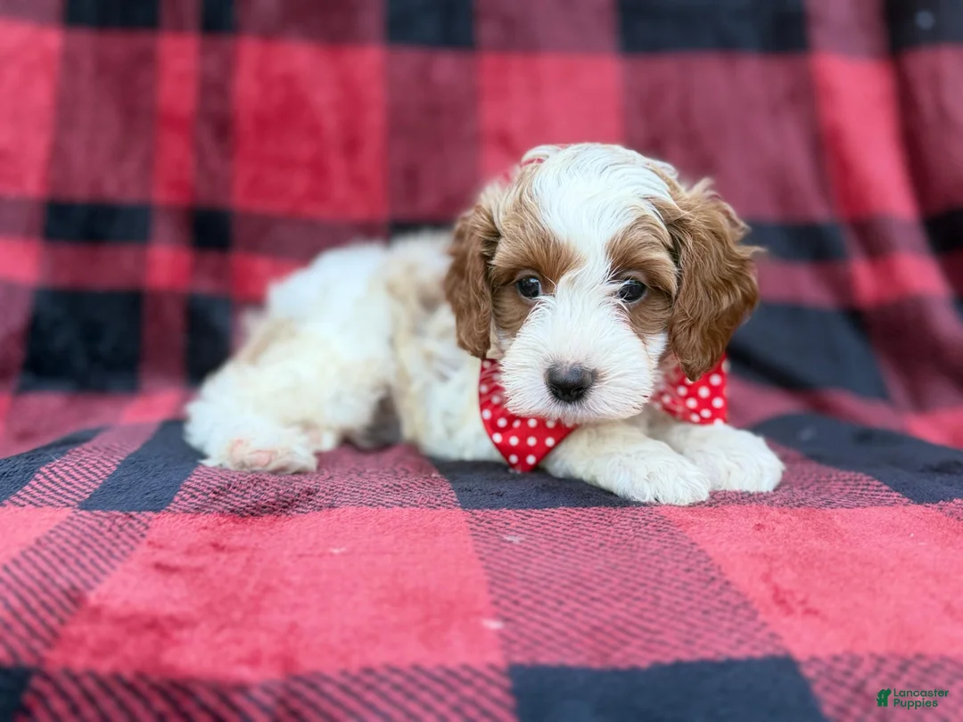 Cavapoo dogs for sale: Duke - Ad 8