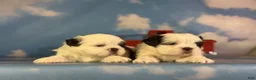 Shih Tzu dogs for sale: ACA Reese - Ad 9