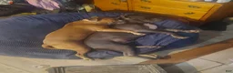 American Bully dogs for sale: American Bully Puppy 4 - Ad 7