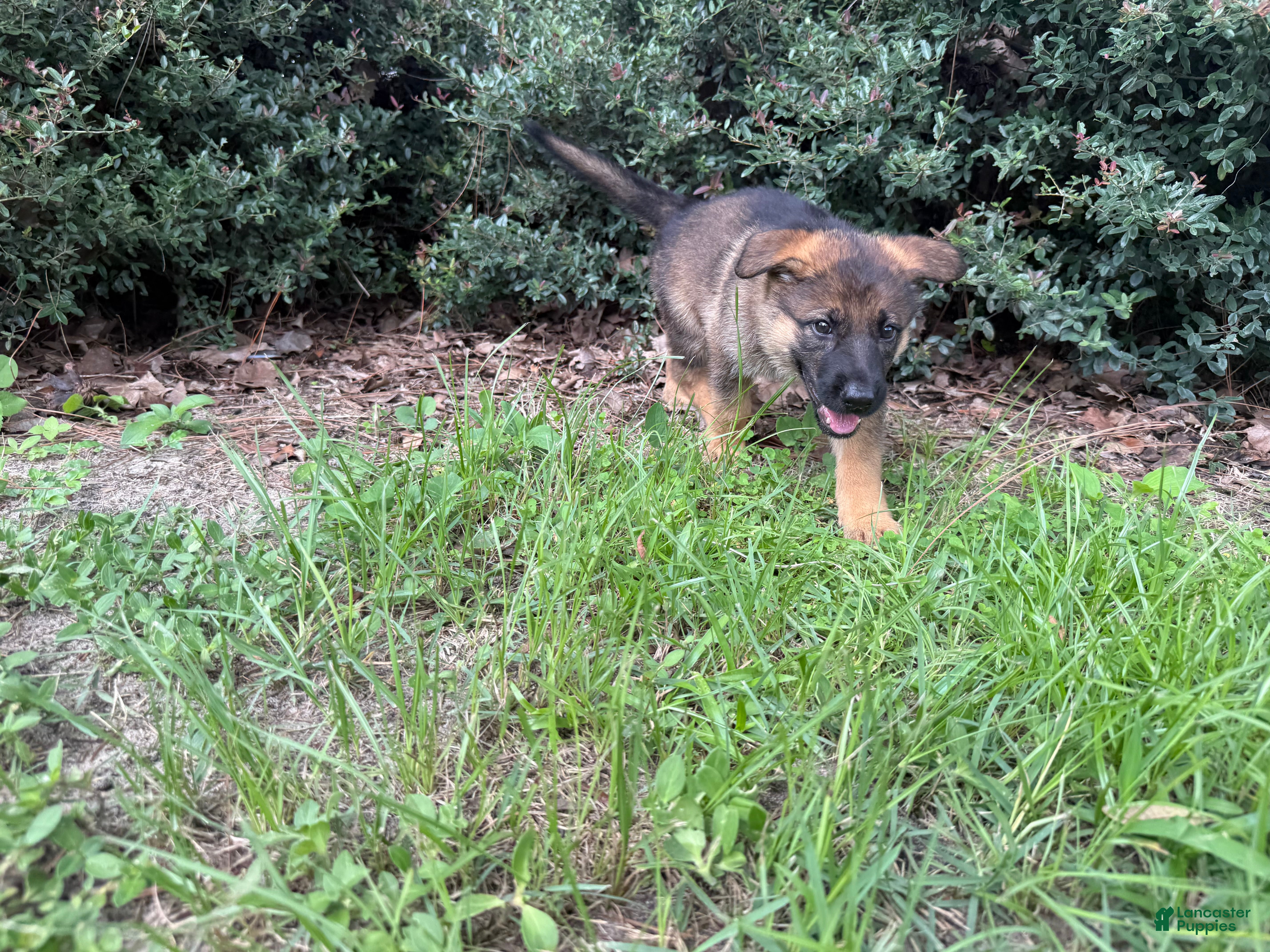German Shepherd dogs Daphne - Ad 1
