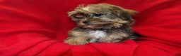 Shorkie dogs for sale: Jackson - Ad 5