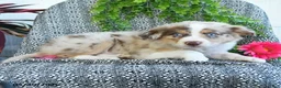 Border Collie dogs for sale: Rose  - Ad 4