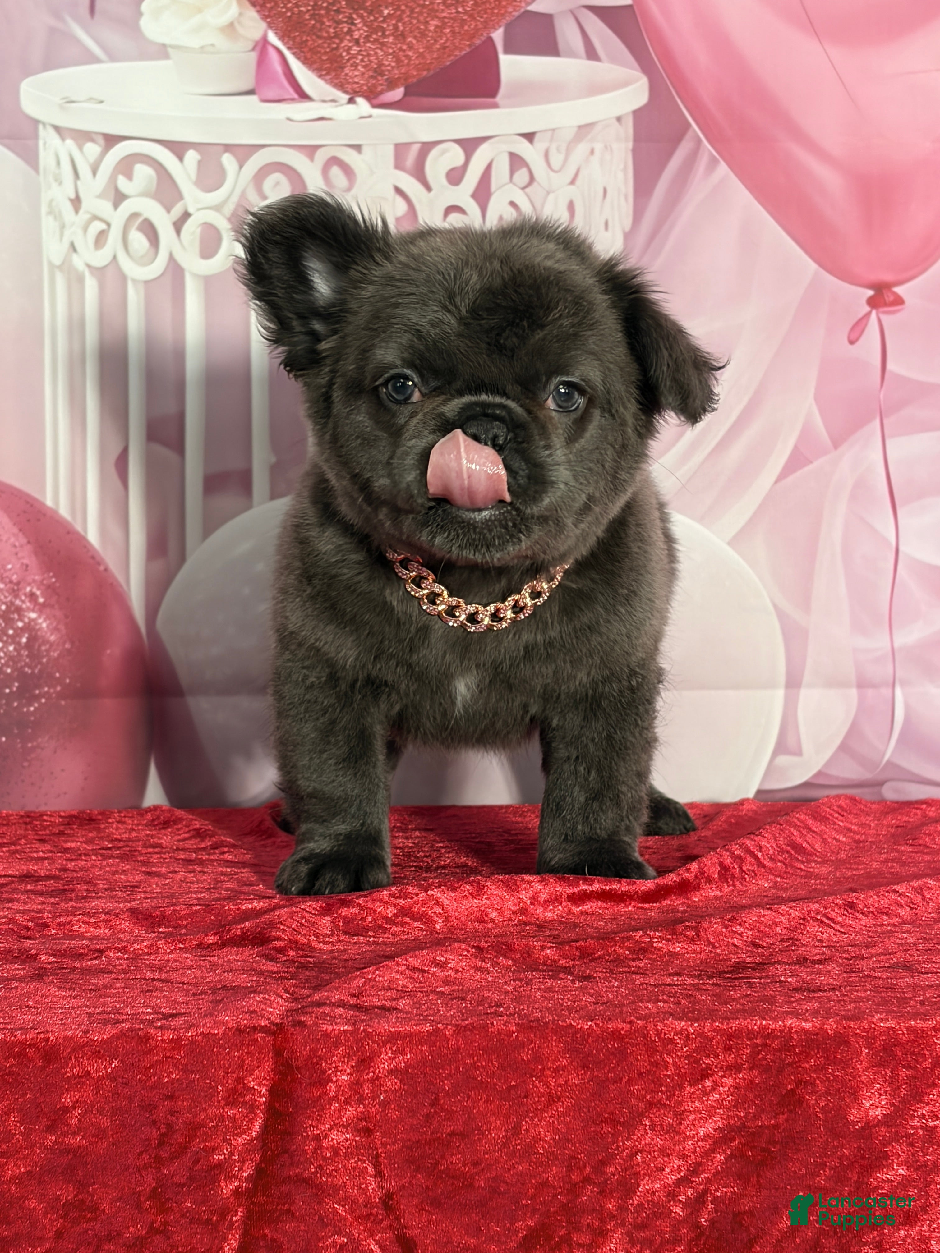 French Bulldog dogs Patty - Ad 28