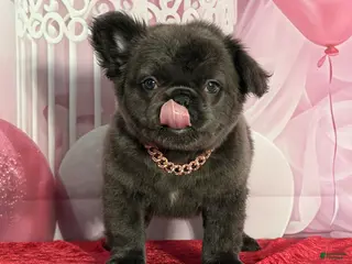 French Bulldog dogs Patty - Ad 28