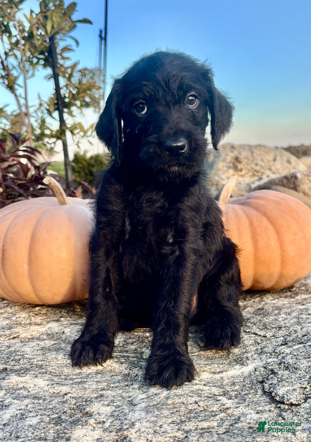 Mixed Breed dogs for sale: Josie - Ad 2