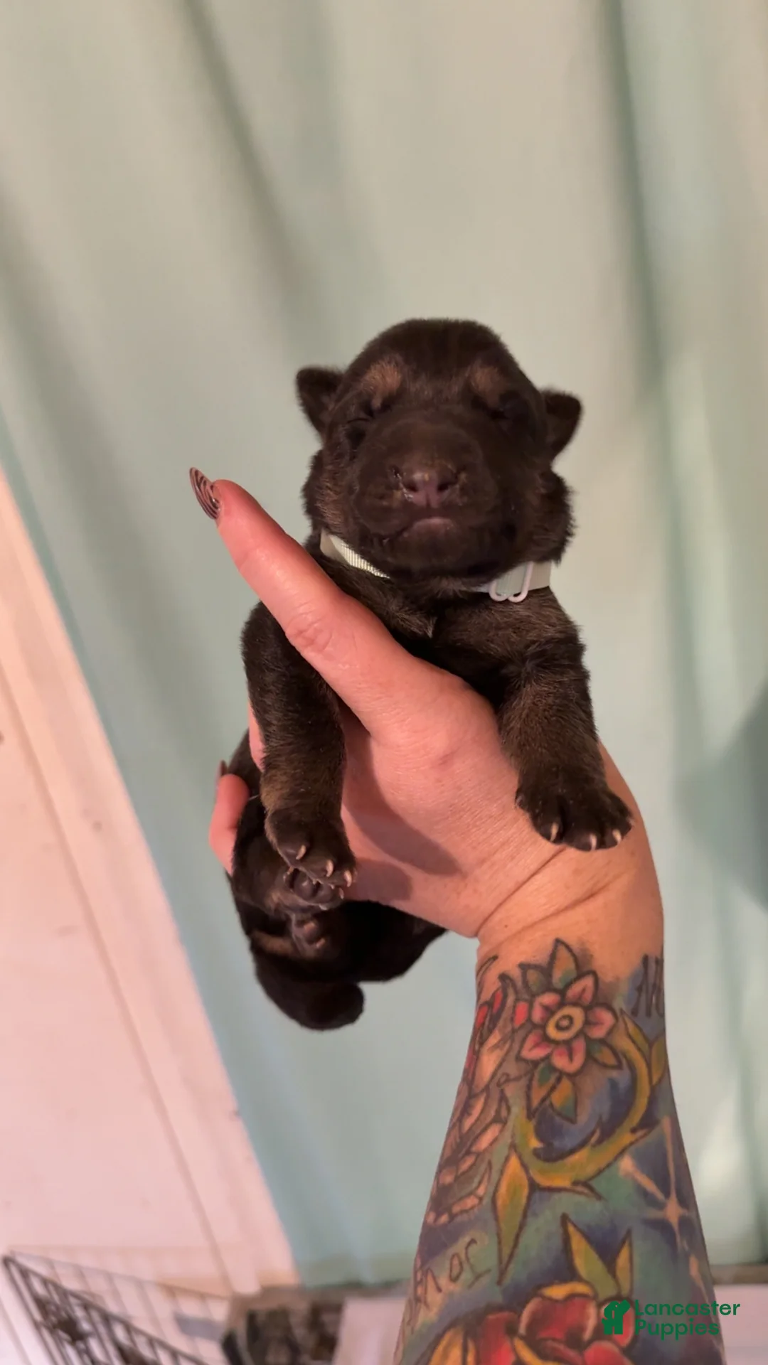 German Shepherd dogs for sale: German Shepherd 4 - Ad 1