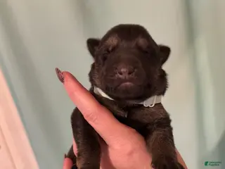 German Shepherd dogs Milky way - Ad 31