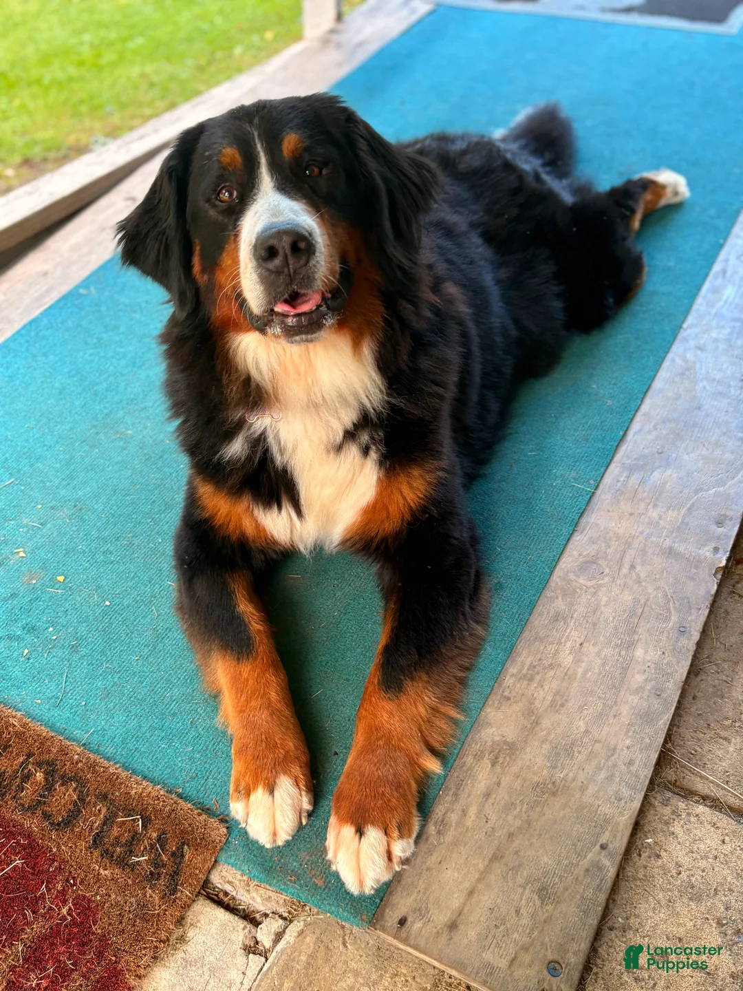 Bernese Mountain Dog dogs for sale: Chanel - Ad 1
