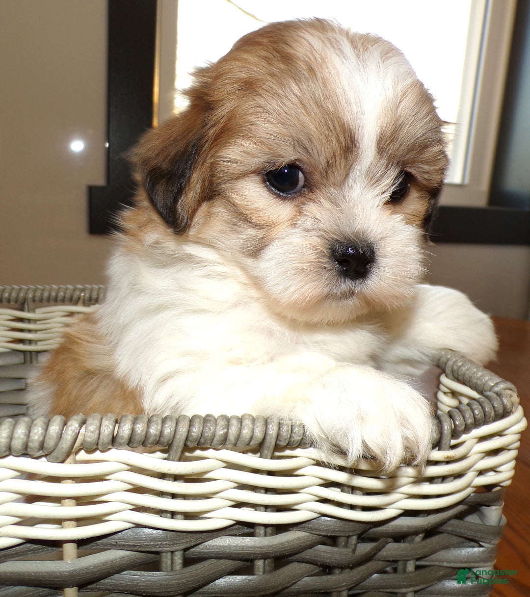 Teddy Bear dogs for sale: Teddy Bear Puppy 3 Truman - Ad 4