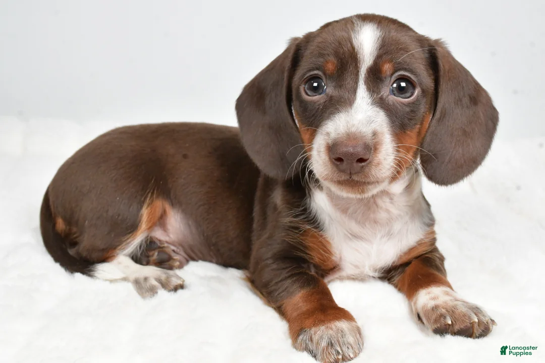 Dachshund dogs for sale: Theo - Ad 5