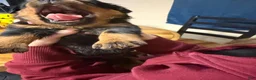 Rottweiler dogs for sale: Rottweiler Puppy 7 - Ad 8