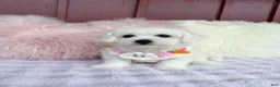Bichon Frise dogs for sale: 🩷Nina🩷 - Ad 3