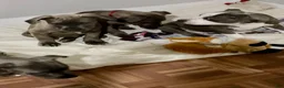 American Pit Bull Terrier dogs for sale: American Pit Bull Terrier 2 - Ad 3