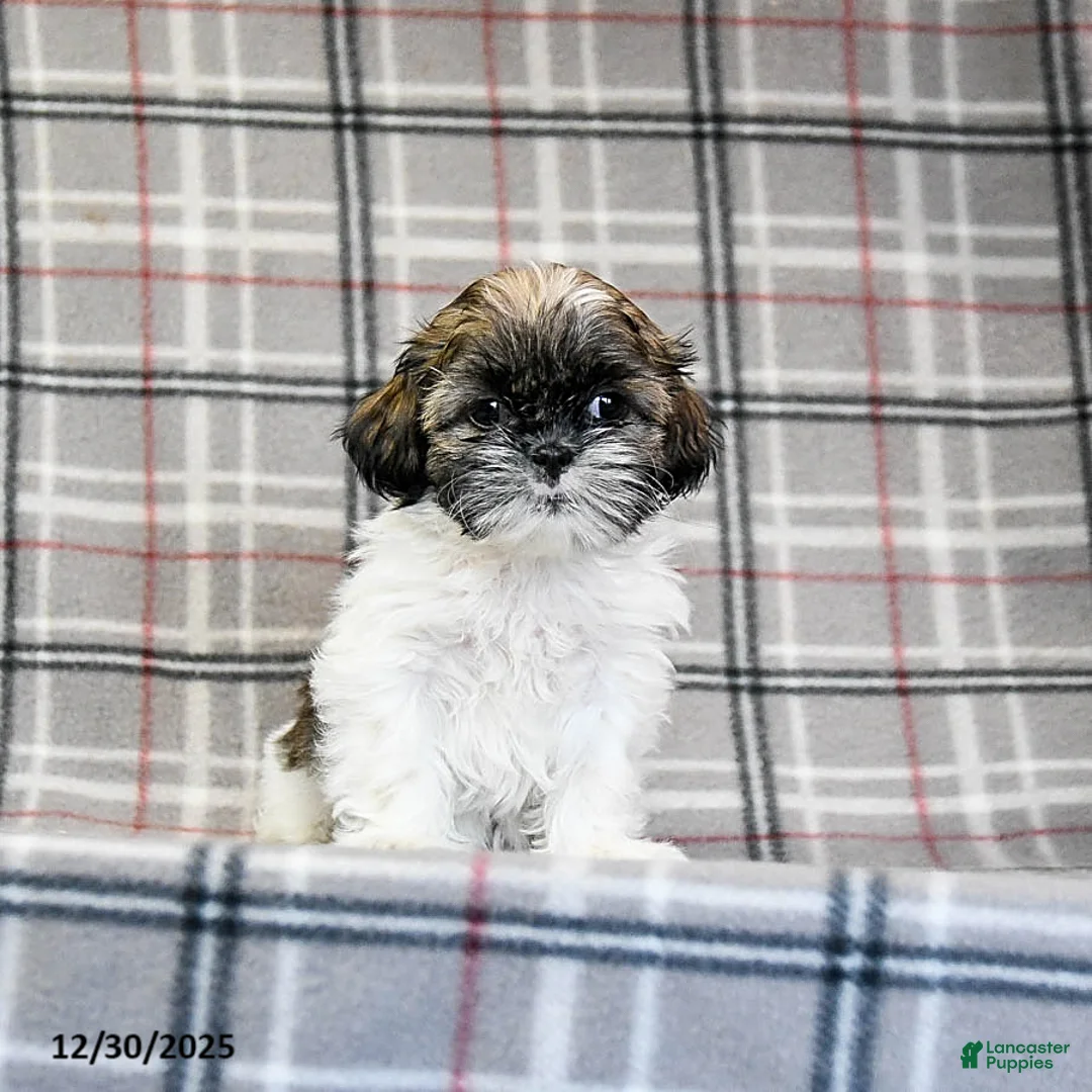 Shih Tzu dogs for sale: Sarge - Ad 10