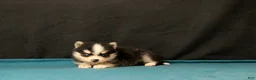 Pomsky dogs for sale: Selina - Ad 2
