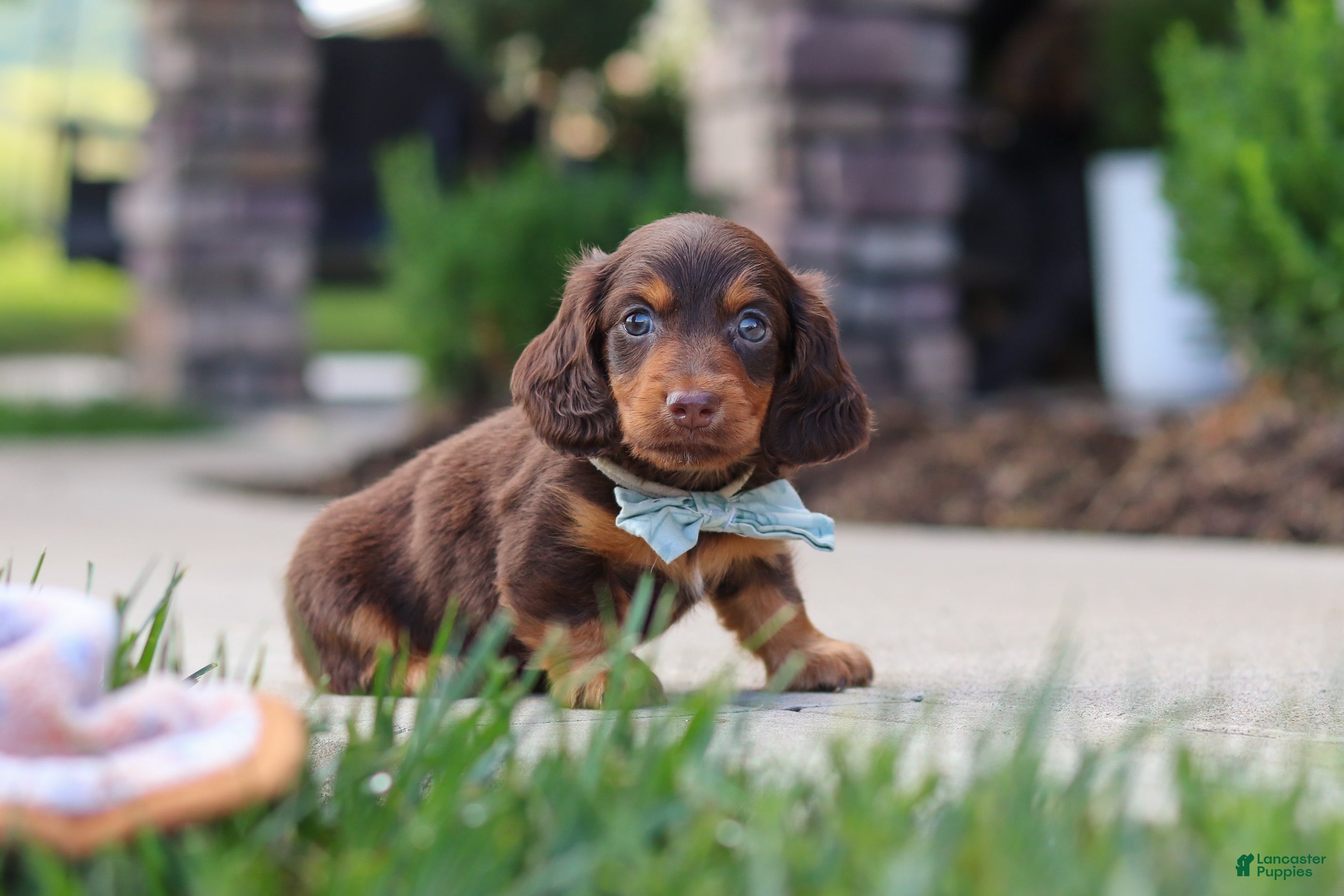Miniature Dachshund dogs Everett - Ad 2