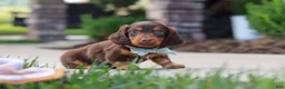 Miniature Dachshund dogs for sale: Everett - Ad 2
