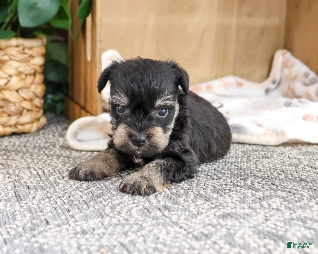Miniature Schnauzer dogs for sale: Chief - Ad 2