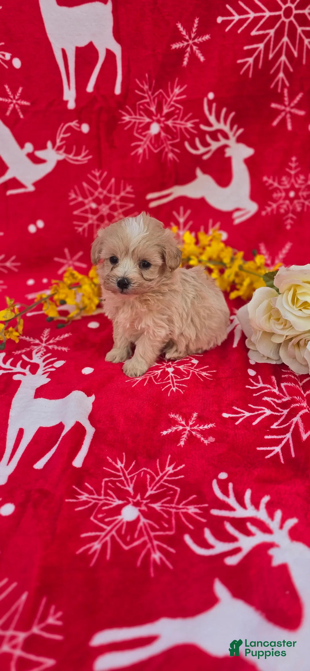 Maltipoo dogs for sale: Holly - Ad 2