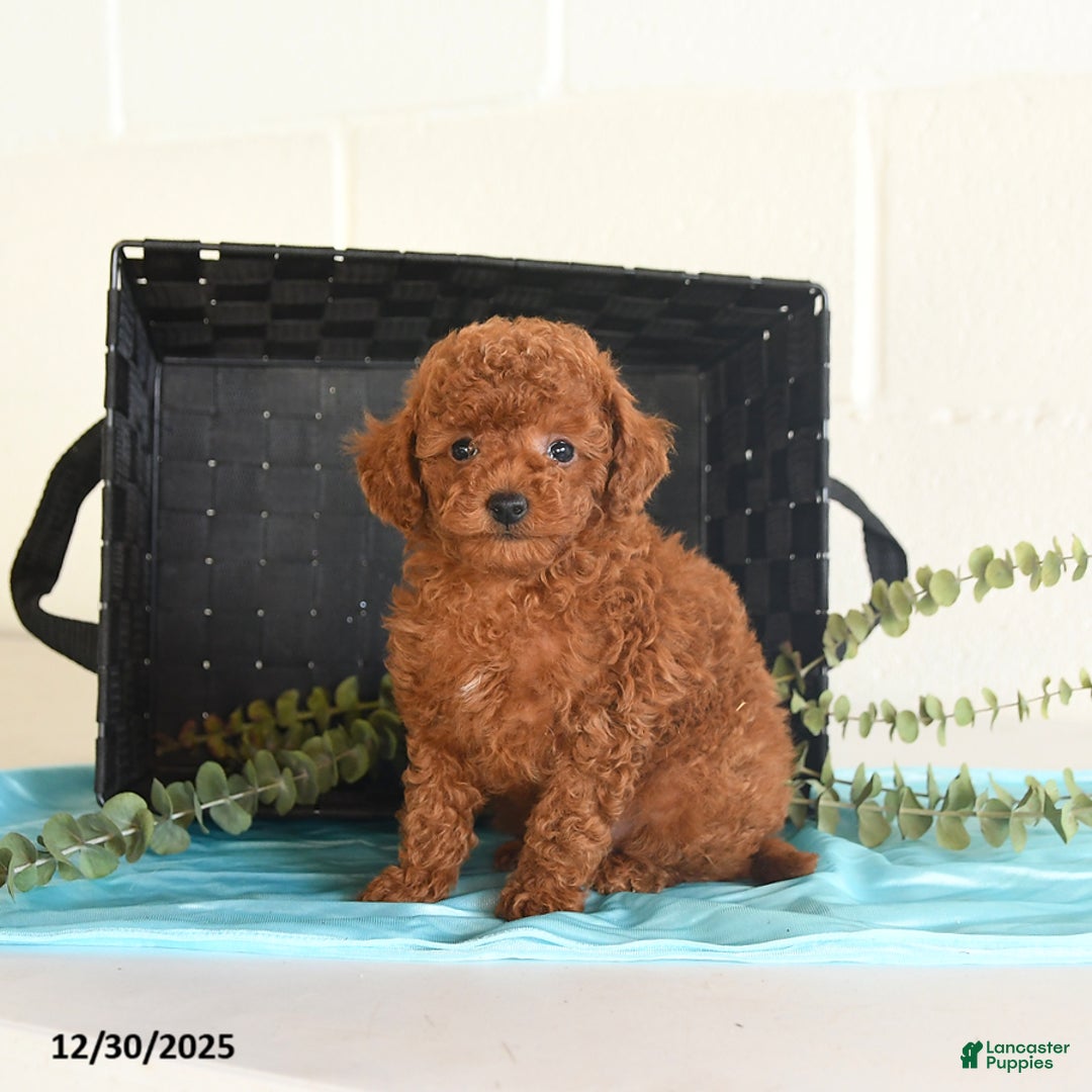 Toy Poodle dogs for sale: Tango - Ad 3