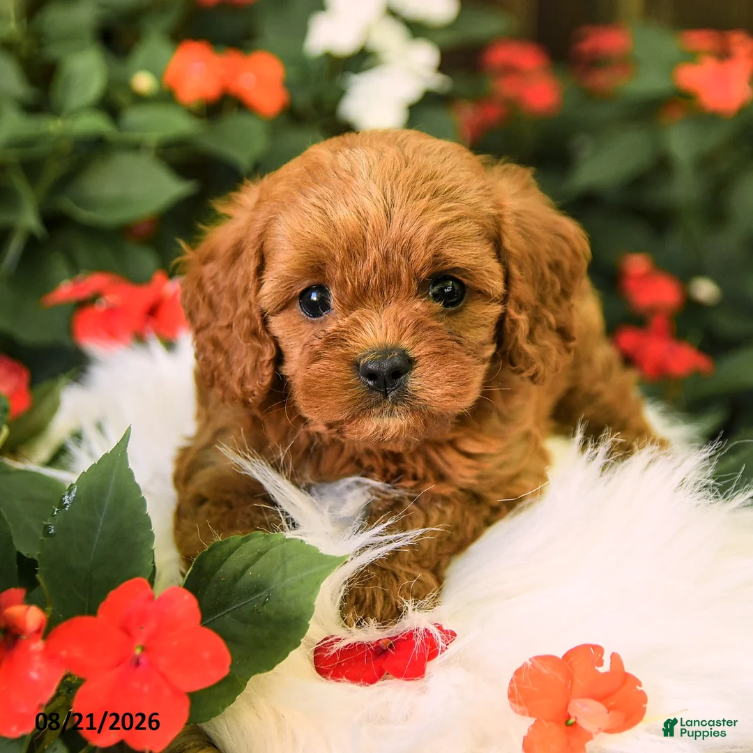 Cavapoo dogs for sale: Bentley - Ad 2