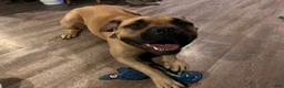 American Bully dogs for sale: Pumba - Ad 2