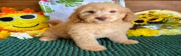Miniature Labradoodle dogs for sale: Taffy - Ad 4