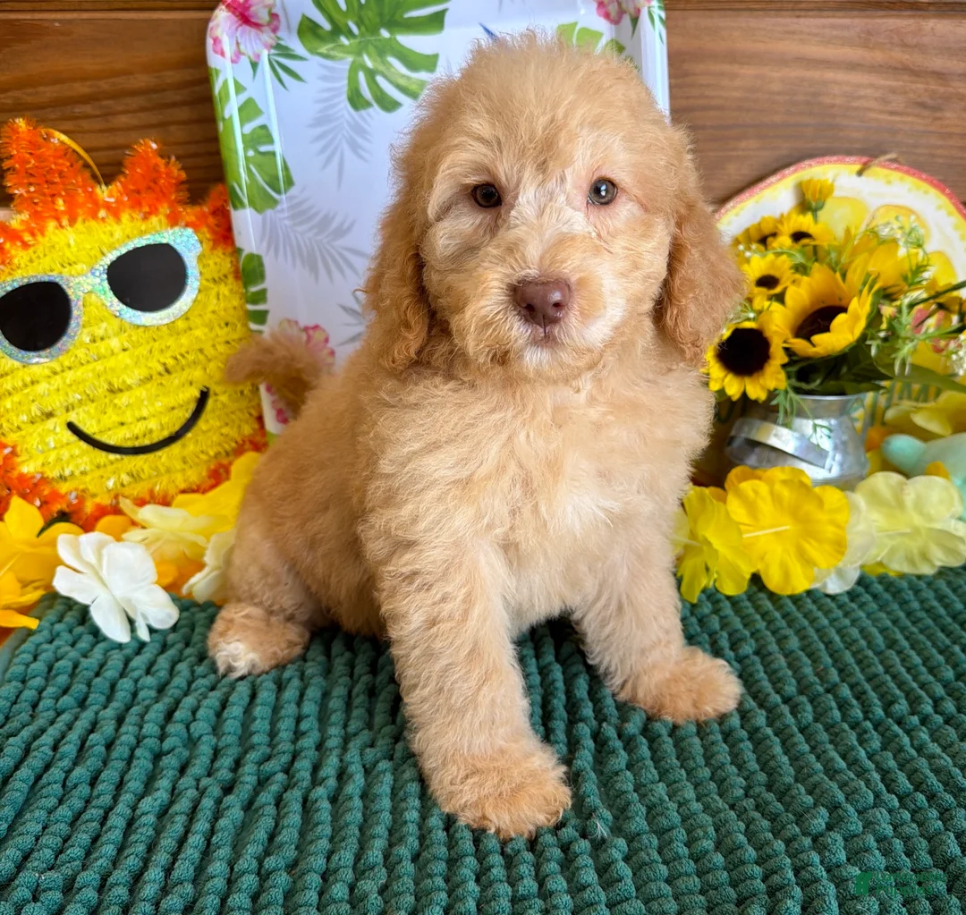 Miniature Labradoodle dogs for sale: Taffy - Ad 4
