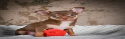 Chihuahua dogs for sale: Laura - Ad 3