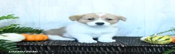 Welsh Corgi Pembroke dogs for sale: Ken  - Ad 3