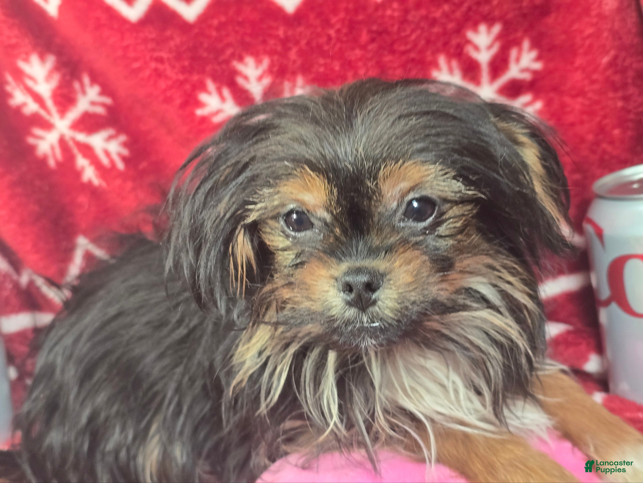 Mixed Breed dogs Ira Gershwin [Peke + Yorkie] - Ad 8