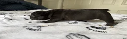 French Bulldog dogs for sale: T’Challa - Ad 3